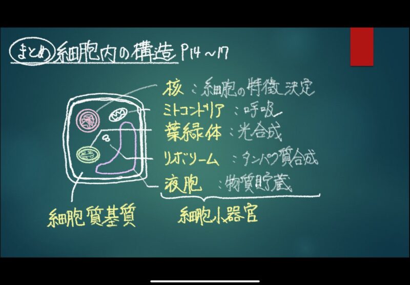 1章1節⑥細胞小器官 細胞質基質と細胞液の違いはわかりますか？ 板書で学ぶ！生物学