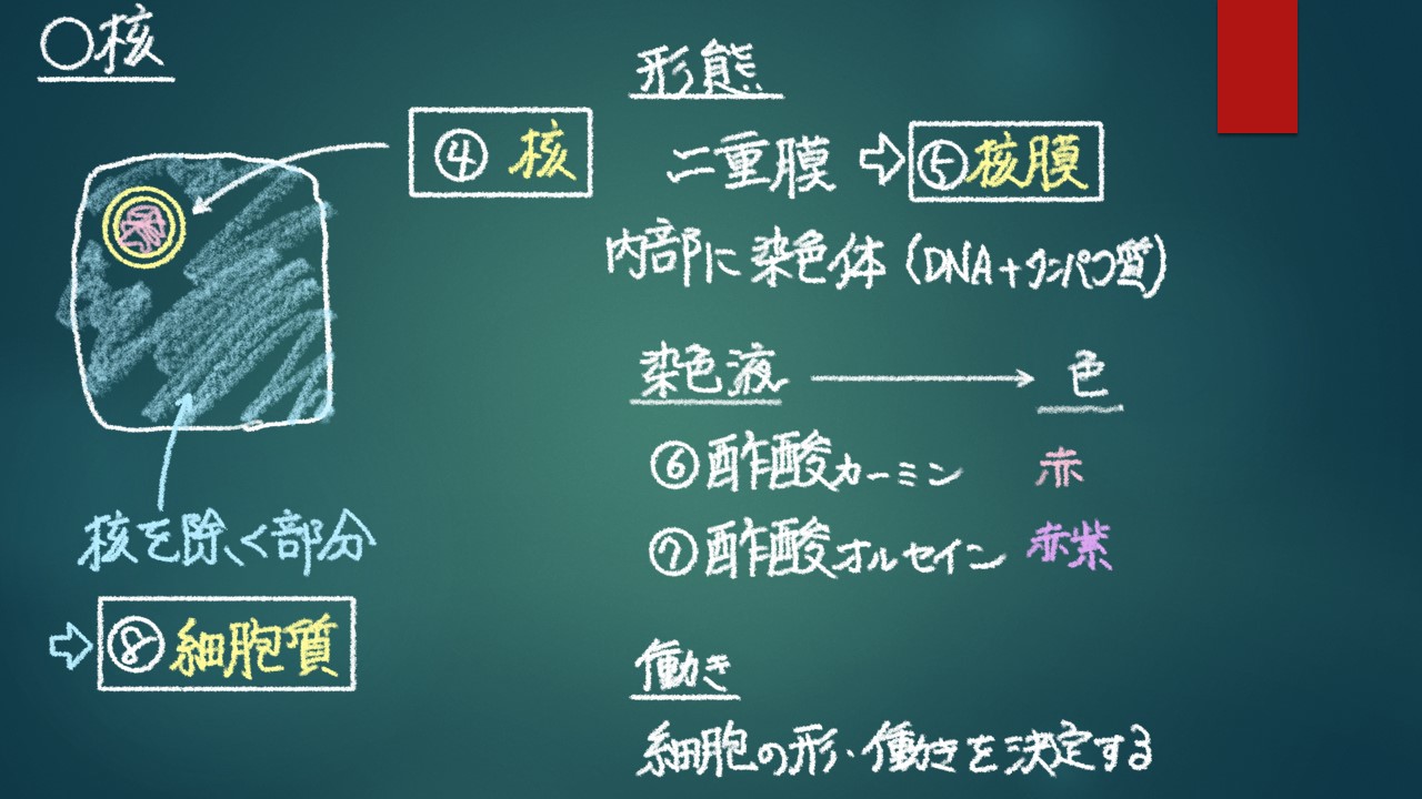 1章1節⑥細胞小器官 細胞質基質と細胞液の違いはわかりますか？ 板書で学ぶ！生物学